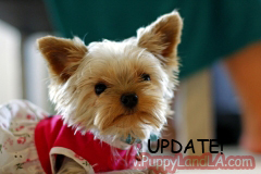 teacup yorkie